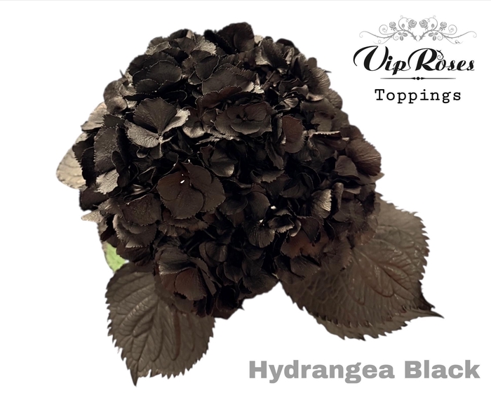 <h4>HYDR M BLACK 60CM</h4>