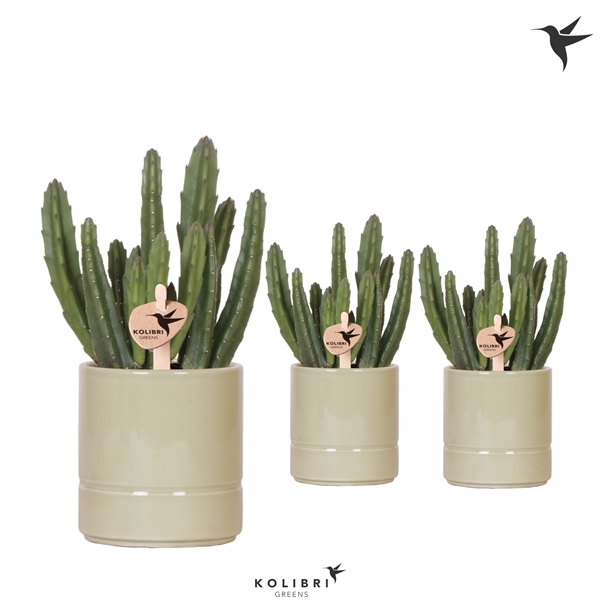 <h4>Kolibri Greens Stapelia Leendertziae in Pastel pot green</h4>