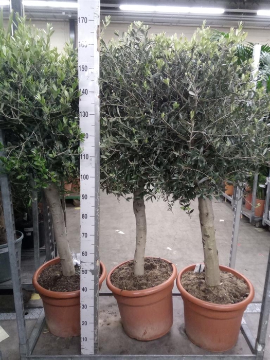 <h4>Olea europaea</h4>