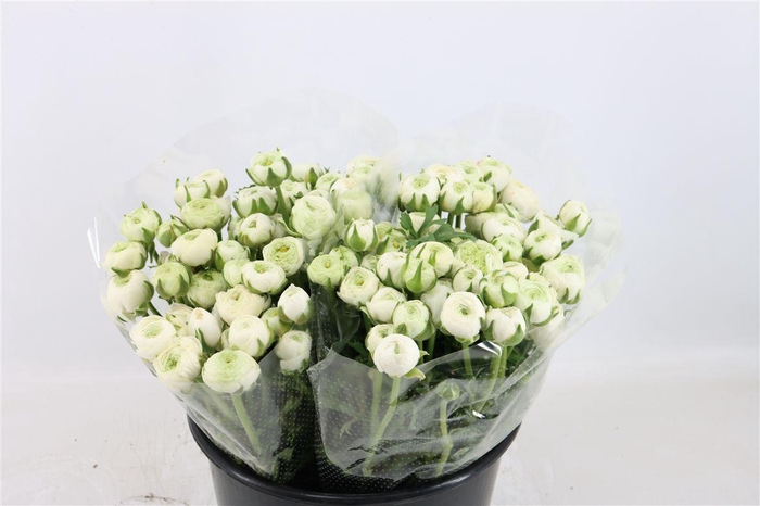 <h4>Ran Elegance White</h4>