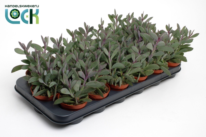 <h4>Senecio Crassimus</h4>