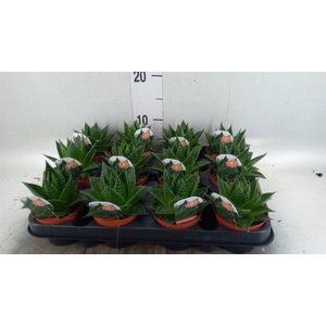 Aloe aristata 'Cosmo'