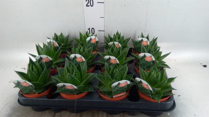 <h4>Aloe aristata 'Cosmo'</h4>