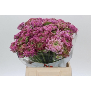 Ranunculus Pon Pon Malva