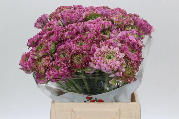 <h4>Ranunculus Pon Pon Malva</h4>