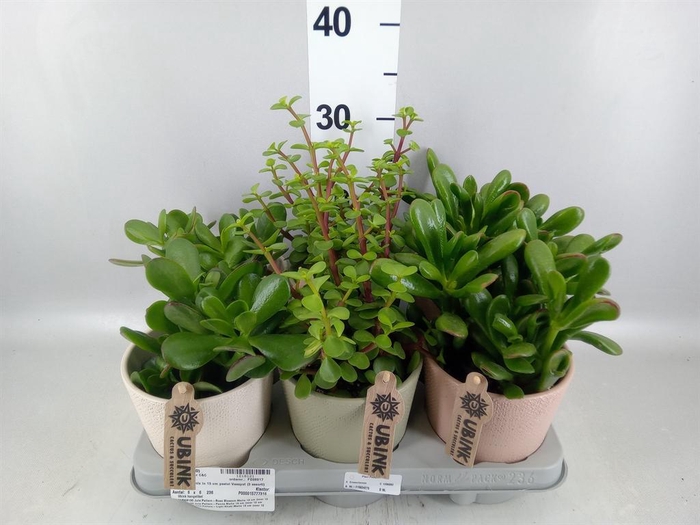 <h4>Succulents   ...</h4>