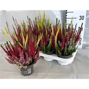Calluna Bl 3fb Trio