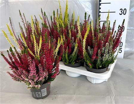 <h4>Calluna Bl 3fb Trio</h4>