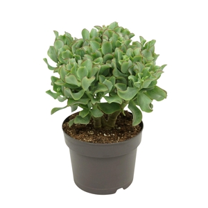 Crassula Curly