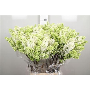 Syr V Mme Fl Stepman 4+