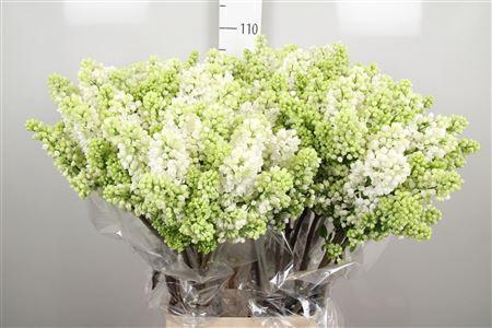 <h4>Syr V Mme Fl Stepman 4+</h4>