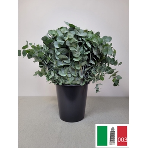 EUC CINEREA PER STEEL