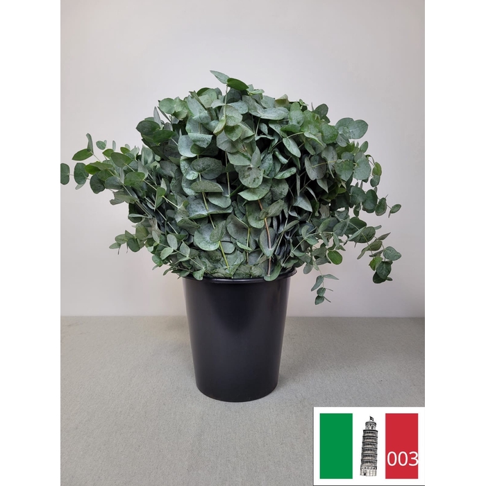 <h4>EUC CINEREA PER STEEL</h4>