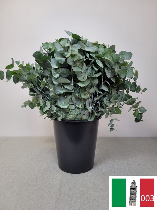 EUC CINEREA PER STEEL