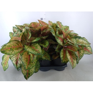 Aglaonema   ...