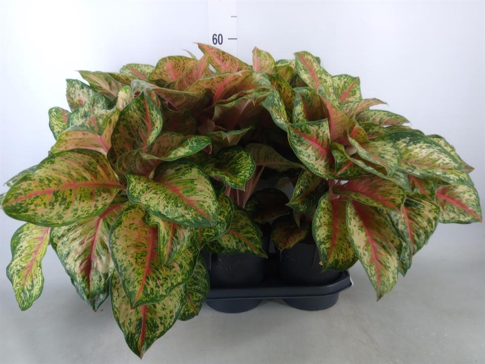 <h4>Aglaonema   ...</h4>