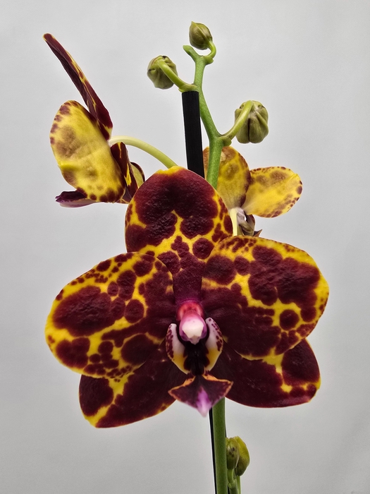 <h4>Limited 23 week 9</h4>