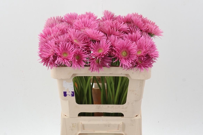 <h4>Ge Ms Punki May</h4>