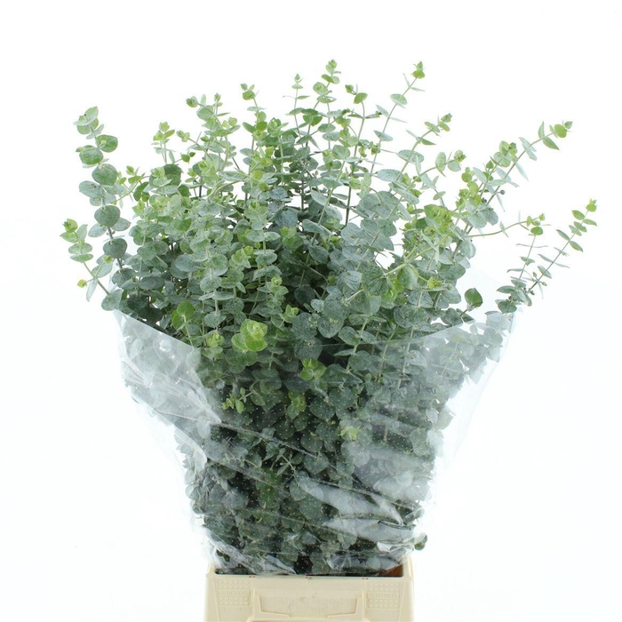 <h4>EUC BABY BLUE P BS</h4>