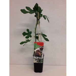 Ficus carica 'Brown Turkey