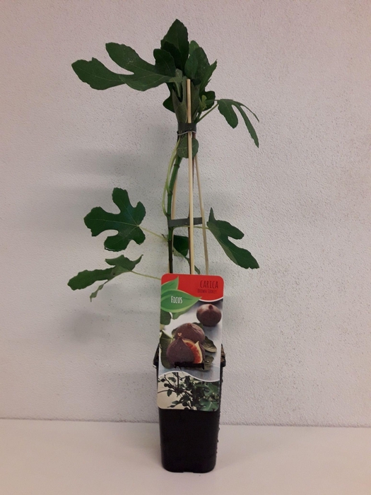 <h4>Ficus carica 'Brown Turkey</h4>