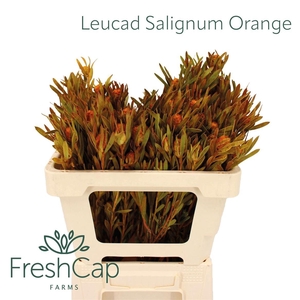 Leucad Salignum Orange