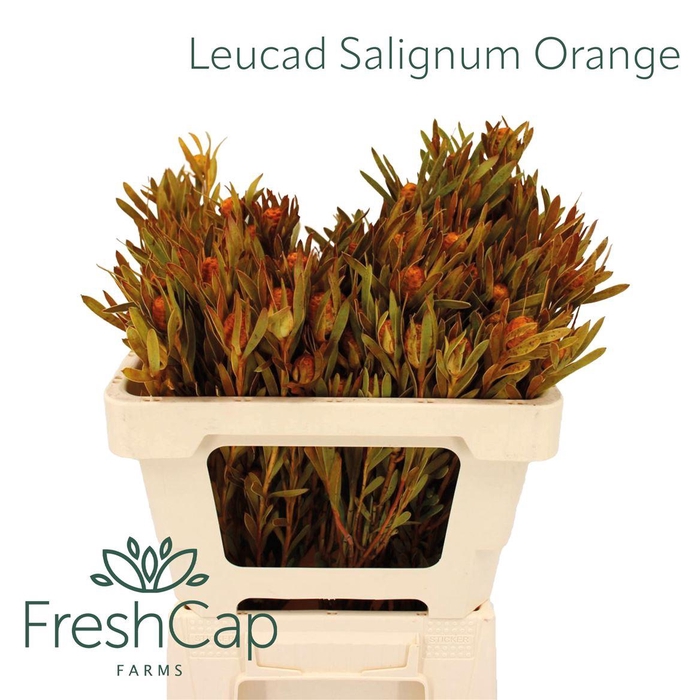 <h4>Leucad Salignum Orange</h4>