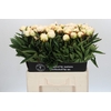 Paeonia Madame Claude Tain