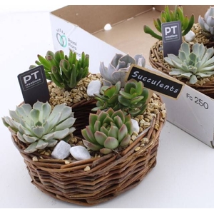 ARR SUCCULENTEN