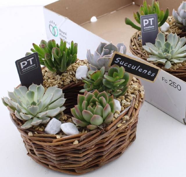 <h4>ARR SUCCULENTEN</h4>