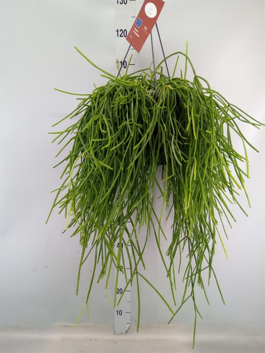 <h4>Rhipsalis   ...</h4>