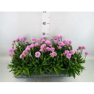 Armeria pseud. 'Dreameria Sweet Dr'