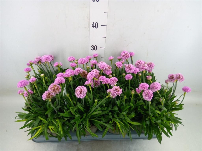 <h4>Armeria pseud. 'Dreameria Sweet Dr'</h4>