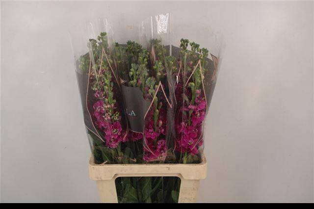 <h4>MATTH PHANT RED</h4>