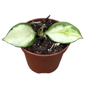 Hoya Heuschkeliana Variegata