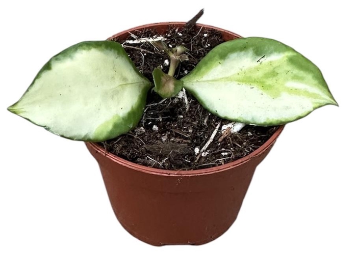<h4>Hoya Heuschkeliana Variegata</h4>