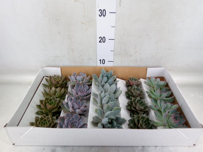 <h4>Echeveria   ...mix</h4>