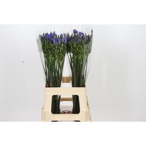 Triteleia  'Blues'