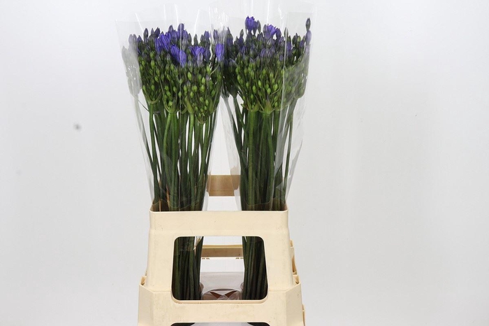 <h4>Triteleia  'Blues'</h4>