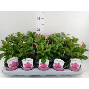 Mandevilla sand. 'Rio Pink'