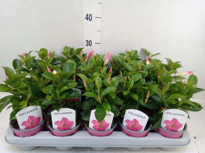 <h4>Mandevilla sand. 'Rio Pink'</h4>
