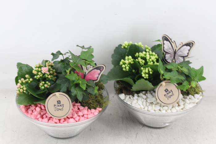 <h4>arr2 PL - Glas ribbel schaal x3 - roze/wit</h4>