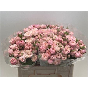 R Tr Royal Blush