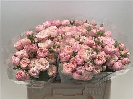 <h4>R Tr Royal Blush</h4>