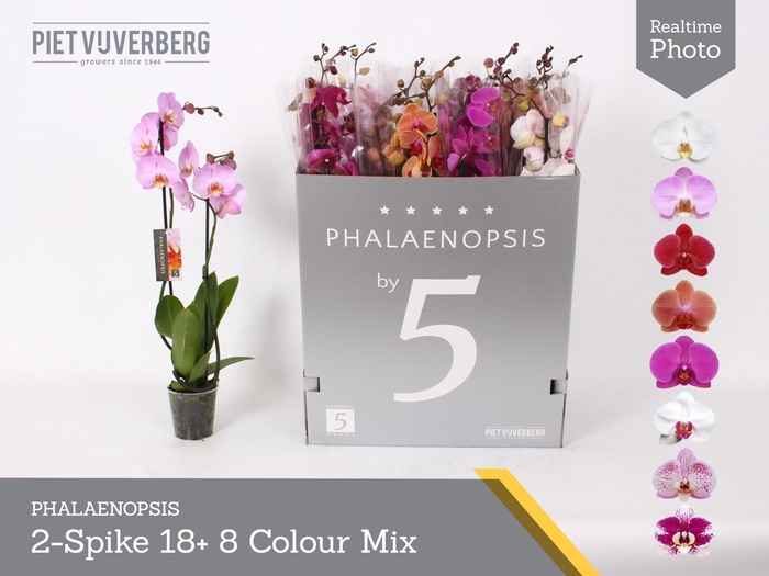 <h4>PHAL GEM 8 KL</h4>