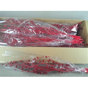 DF Lavatera Bs Red 120g