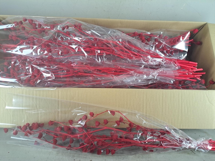 <h4>DF Lavatera Bs Red 120g</h4>