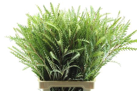 <h4>Grevillea ivanhoe</h4>