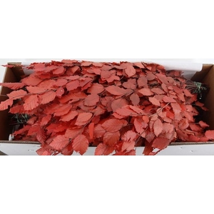 PF BEECH LEAFS BS RED 150GR