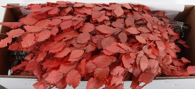 <h4>PF BEECH LEAFS BS RED 150GR</h4>